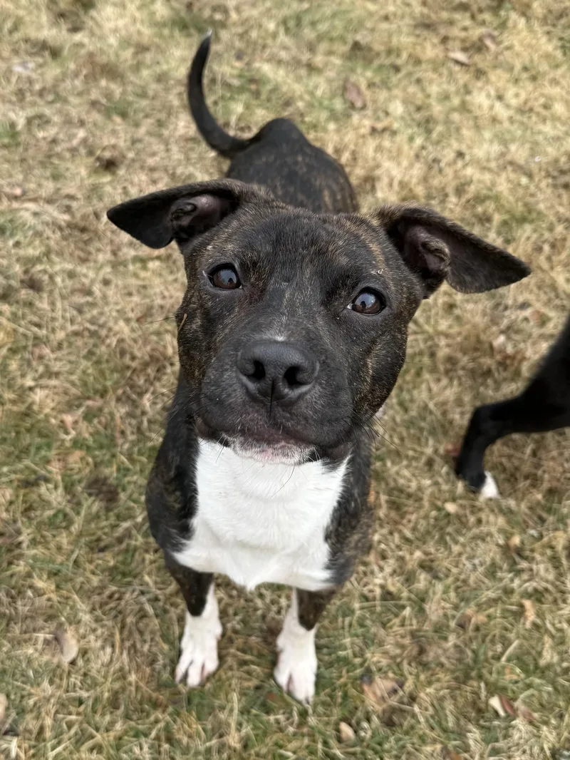 Jalapeño thumbnail 3