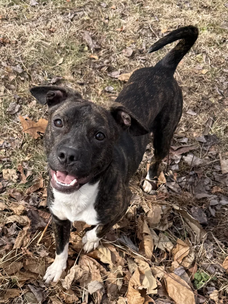 Jalapeño thumbnail 6