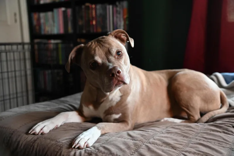 Lille Belle thumbnail 2