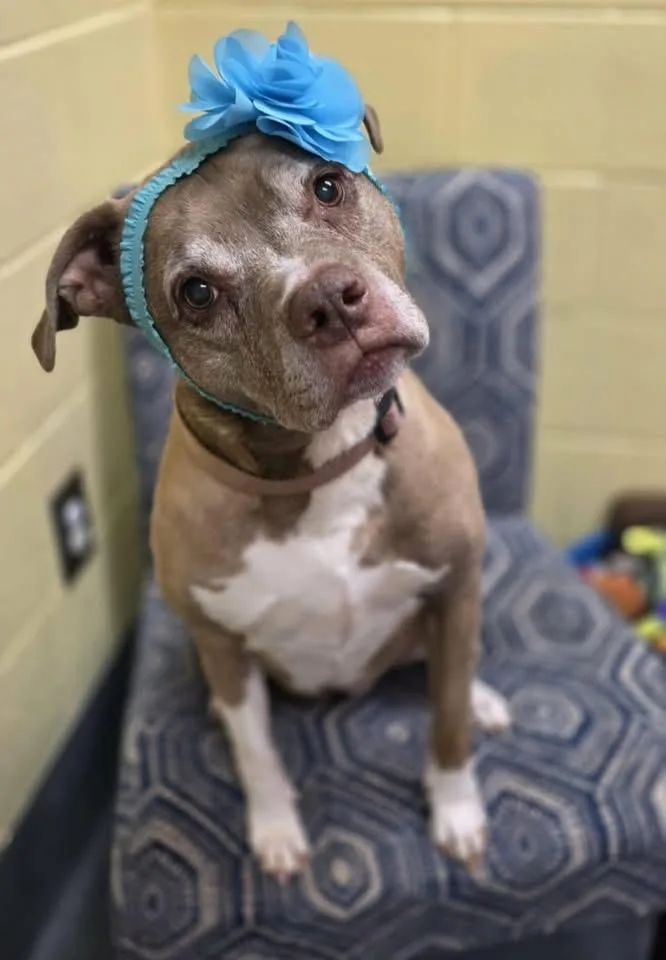 Lille Belle thumbnail 3