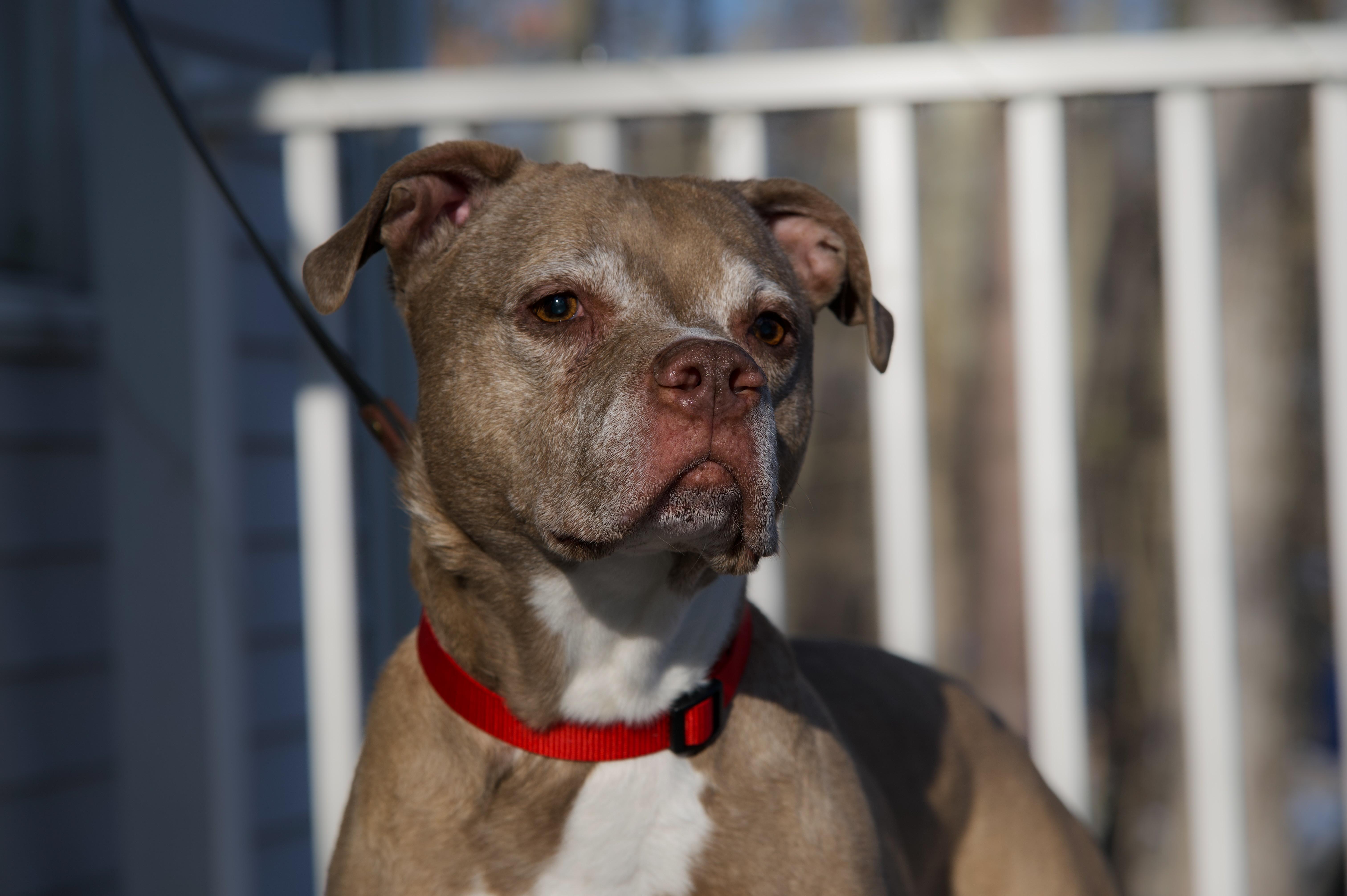 Lille Belle thumbnail 4