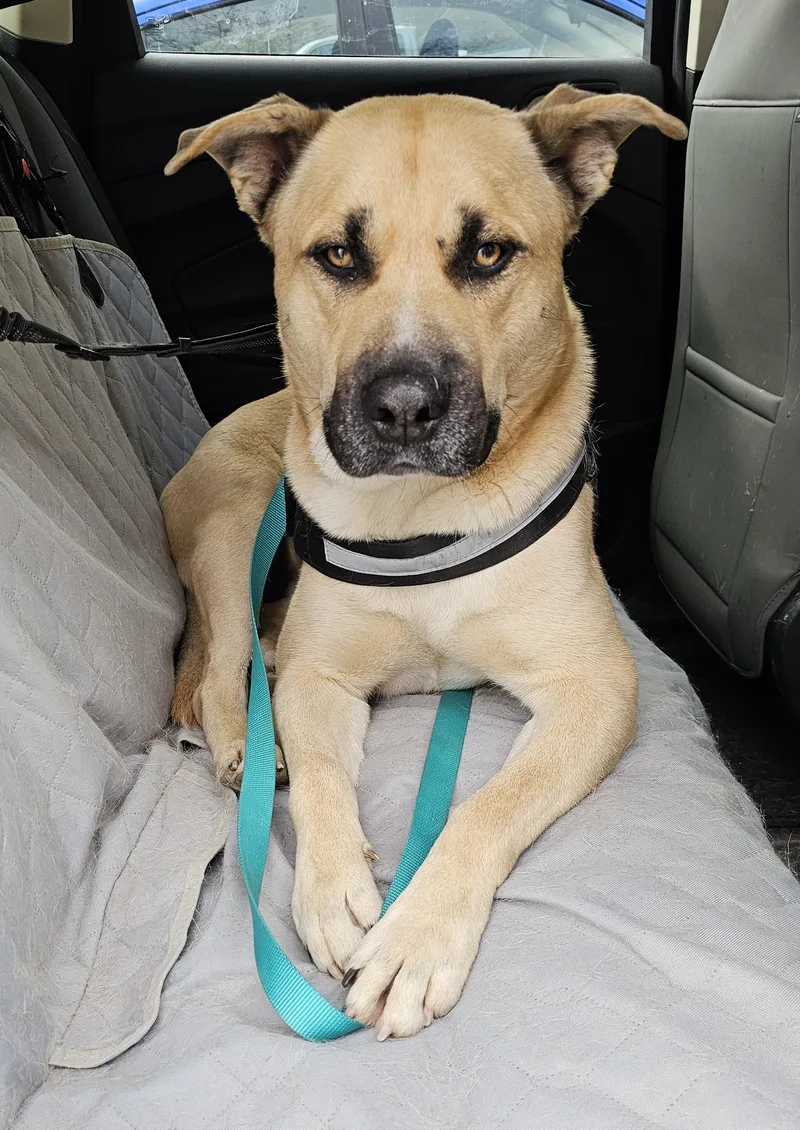 Hank The Tank thumbnail 2