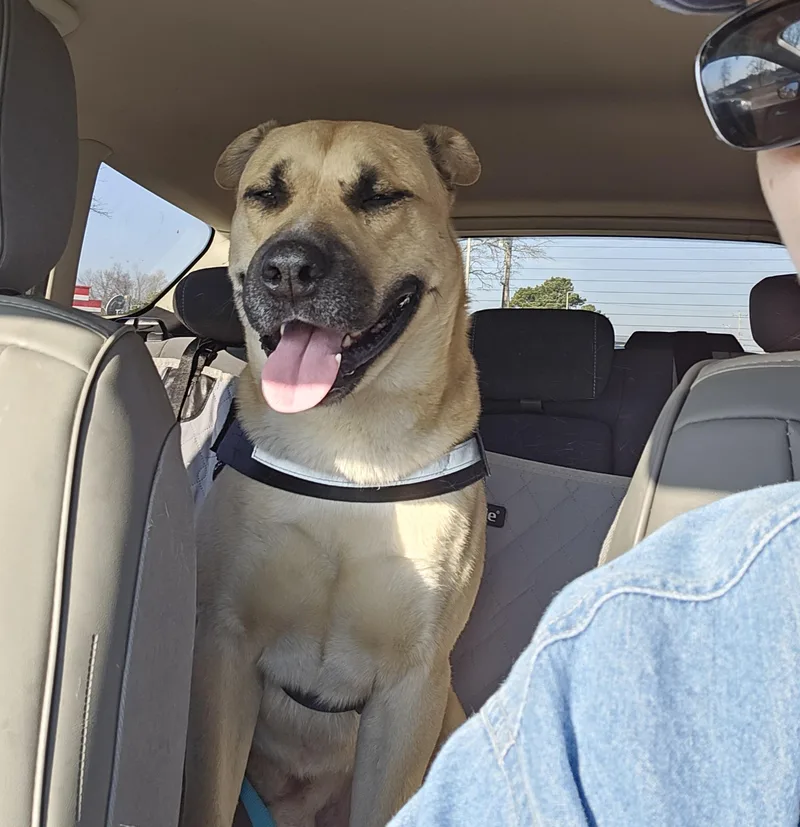 Hank The Tank thumbnail 3