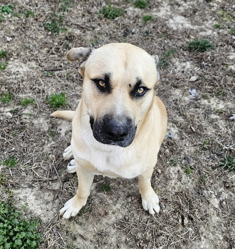 Hank The Tank thumbnail 4