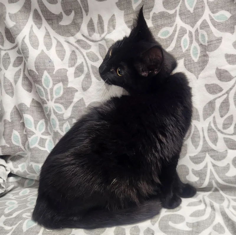 Jafar And Faciliar thumbnail 2