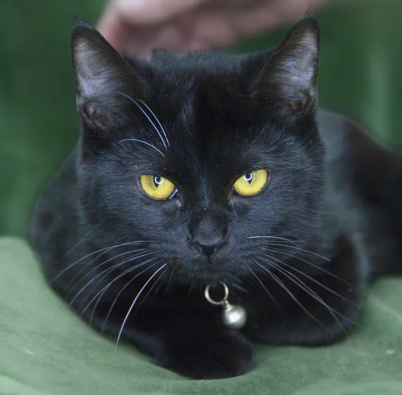 Jafar And Faciliar thumbnail 3