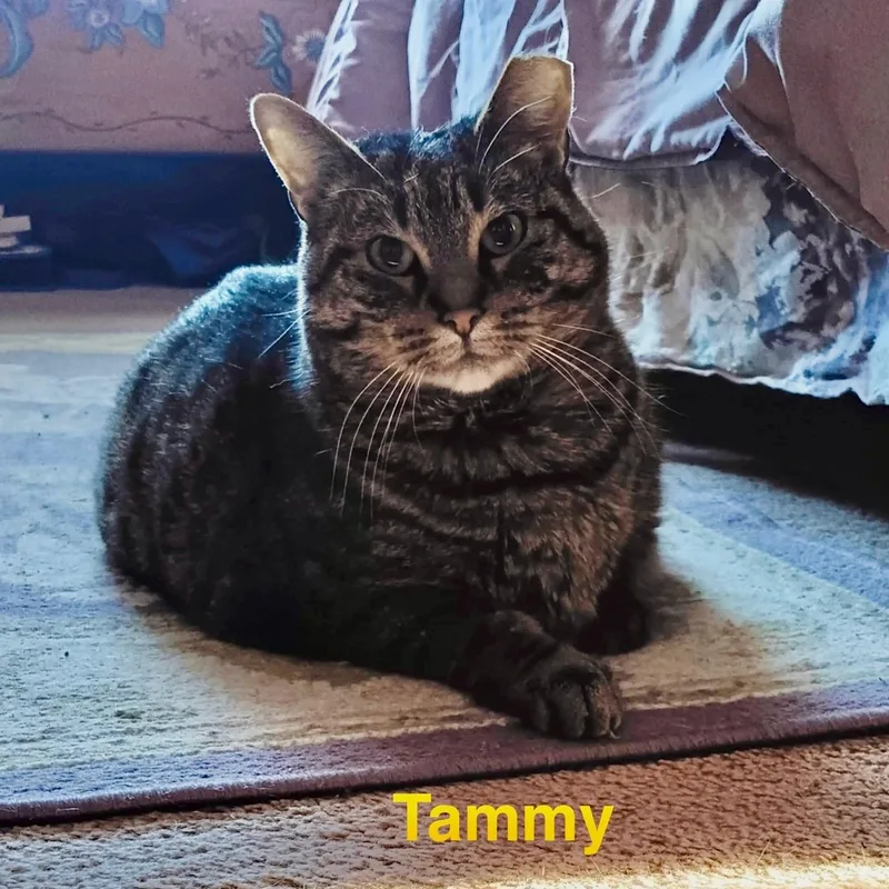 Tammy