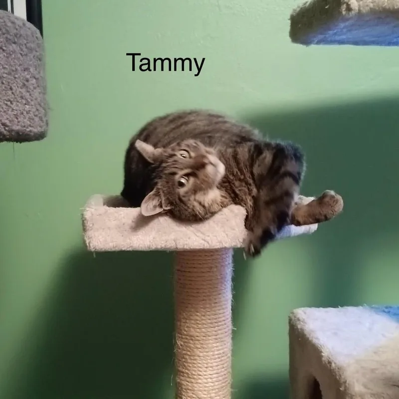 Tammy thumbnail 4