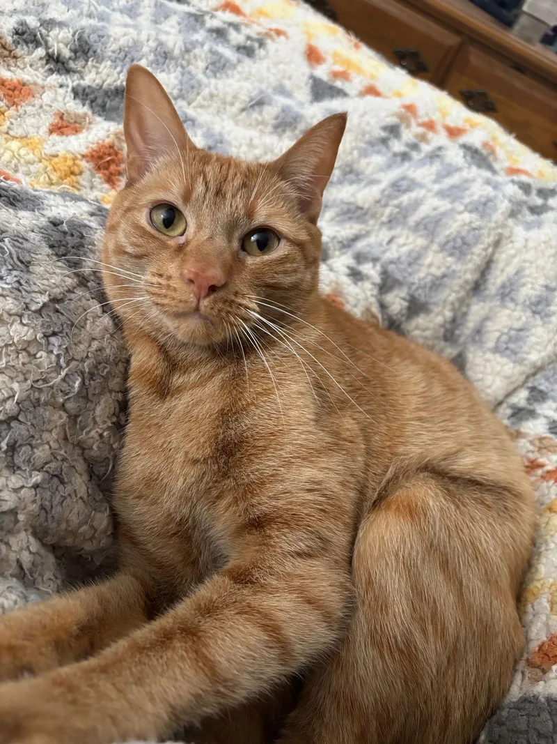 Pumpkin & Spice thumbnail 2