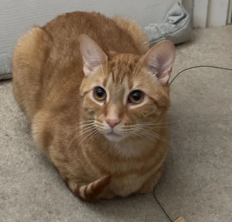 Pumpkin & Spice thumbnail 3