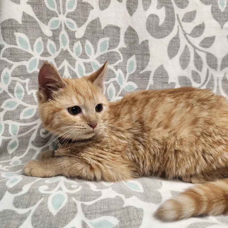 Raja And Haydeez thumbnail 4