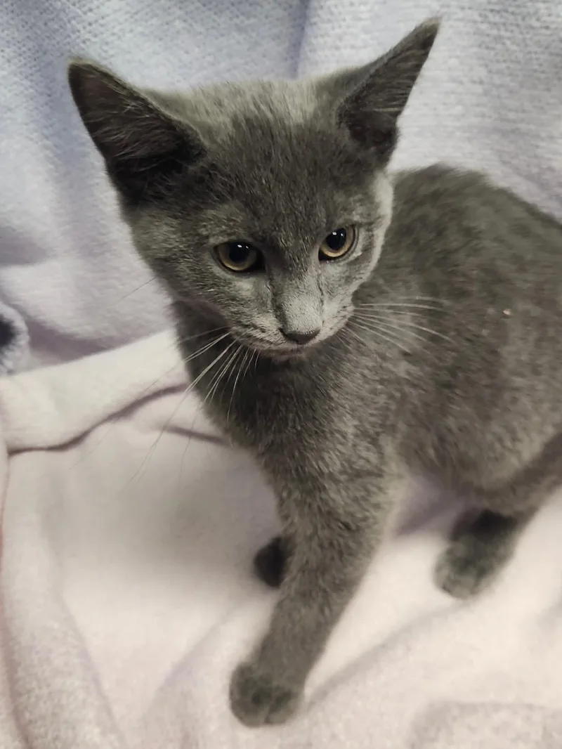 Mystique & Magneto thumbnail 2