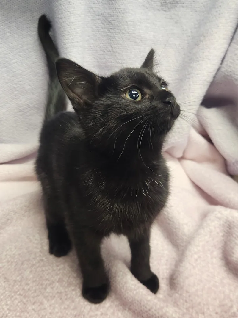 Mystique & Magneto thumbnail 3