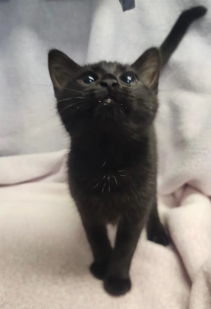 Mystique & Magneto thumbnail 4