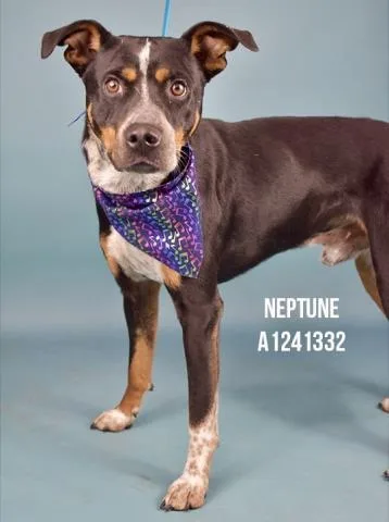 Neptune  Urgent! Longtime