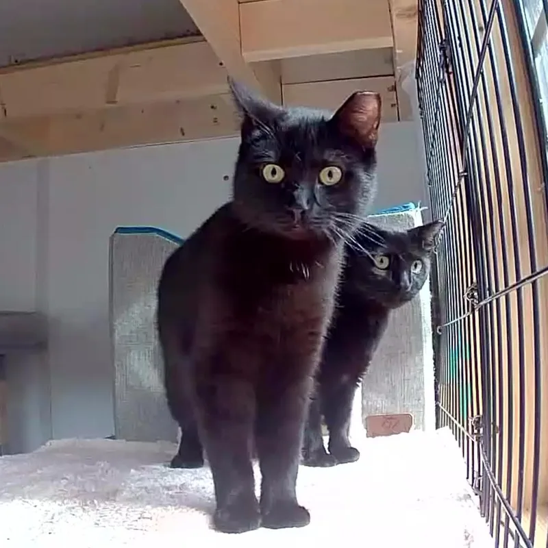 Opal & Onyx Bonded thumbnail 2