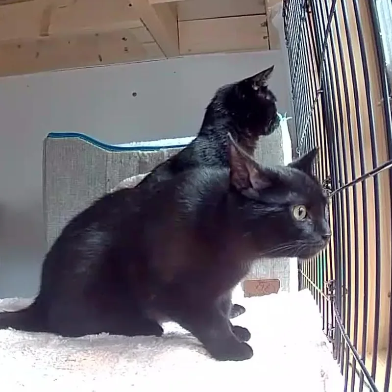 Opal & Onyx Bonded thumbnail 3