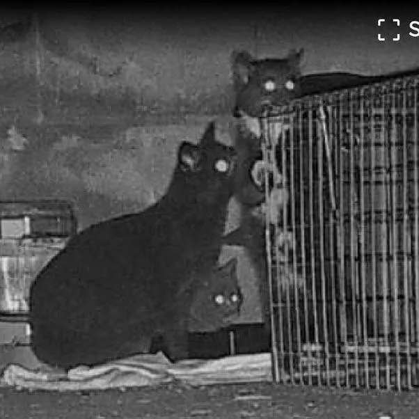 Opal & Onyx Bonded thumbnail 4