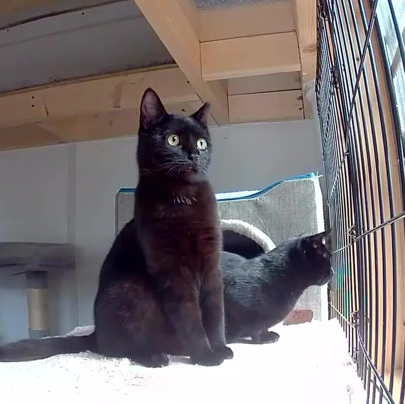Opal & Onyx Bonded thumbnail 5