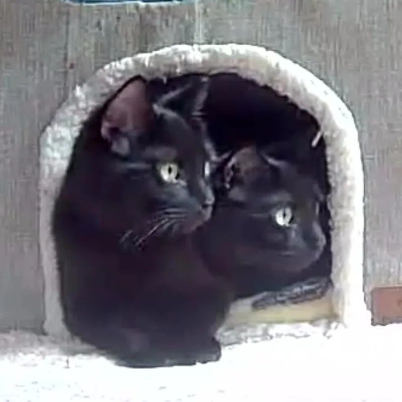 Opal & Onyx Bonded