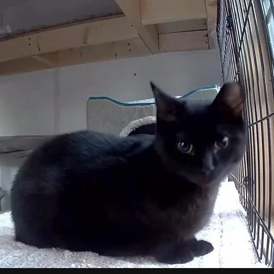 Opal & Onyx Bonded thumbnail 6