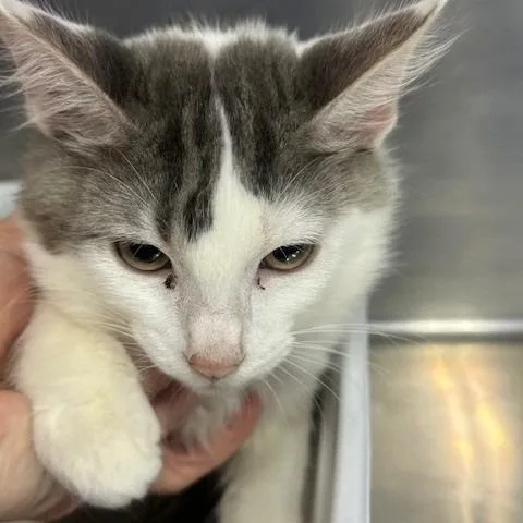 Raspberry thumbnail 2