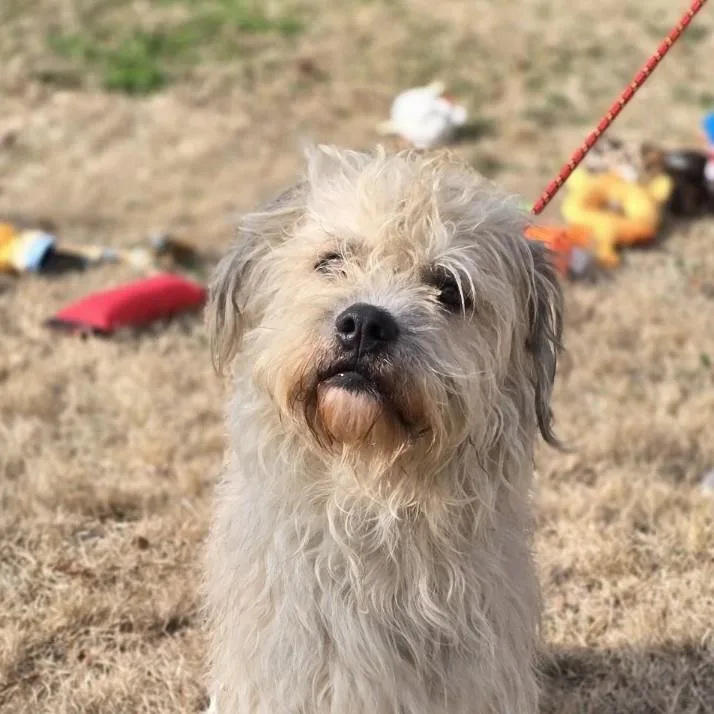 Little Man thumbnail 2