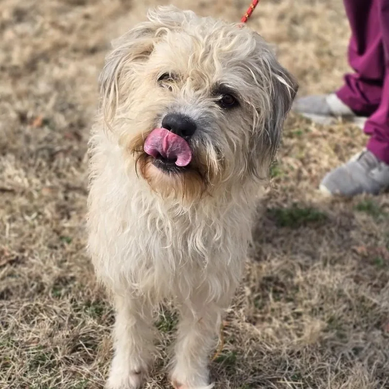 Little Man thumbnail 3