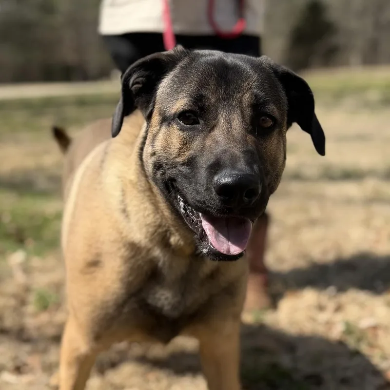 Meatball thumbnail 3