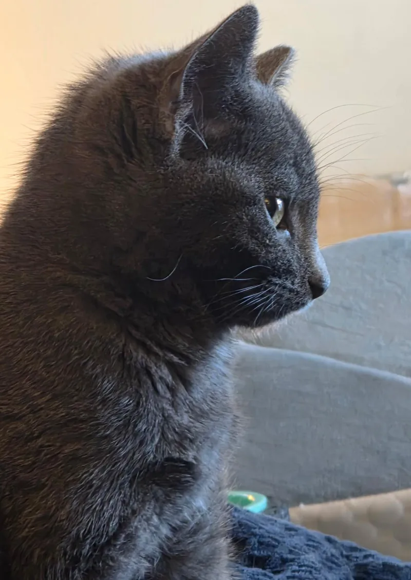 Dixie Dan thumbnail 2