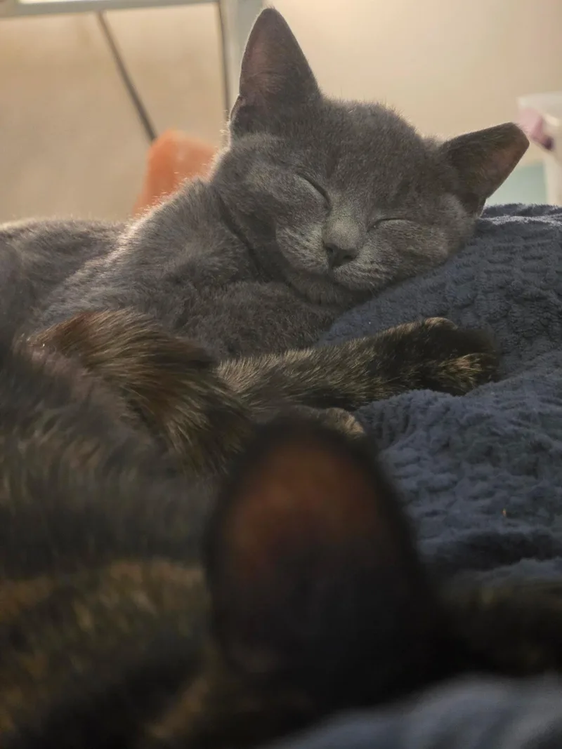 Dixie Dan thumbnail 3