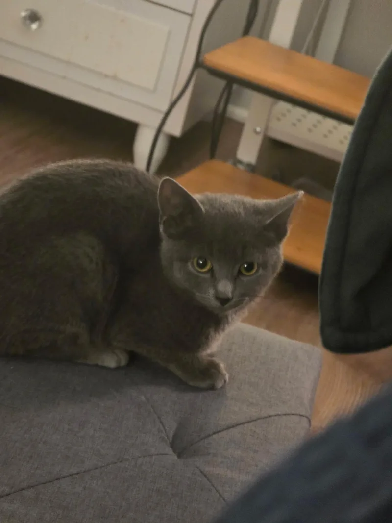 Dixie Dan thumbnail 4