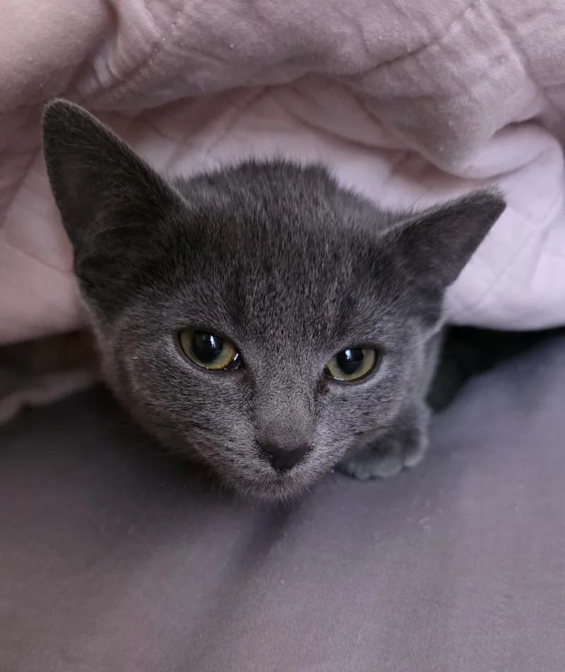 Dixie Dan thumbnail 5