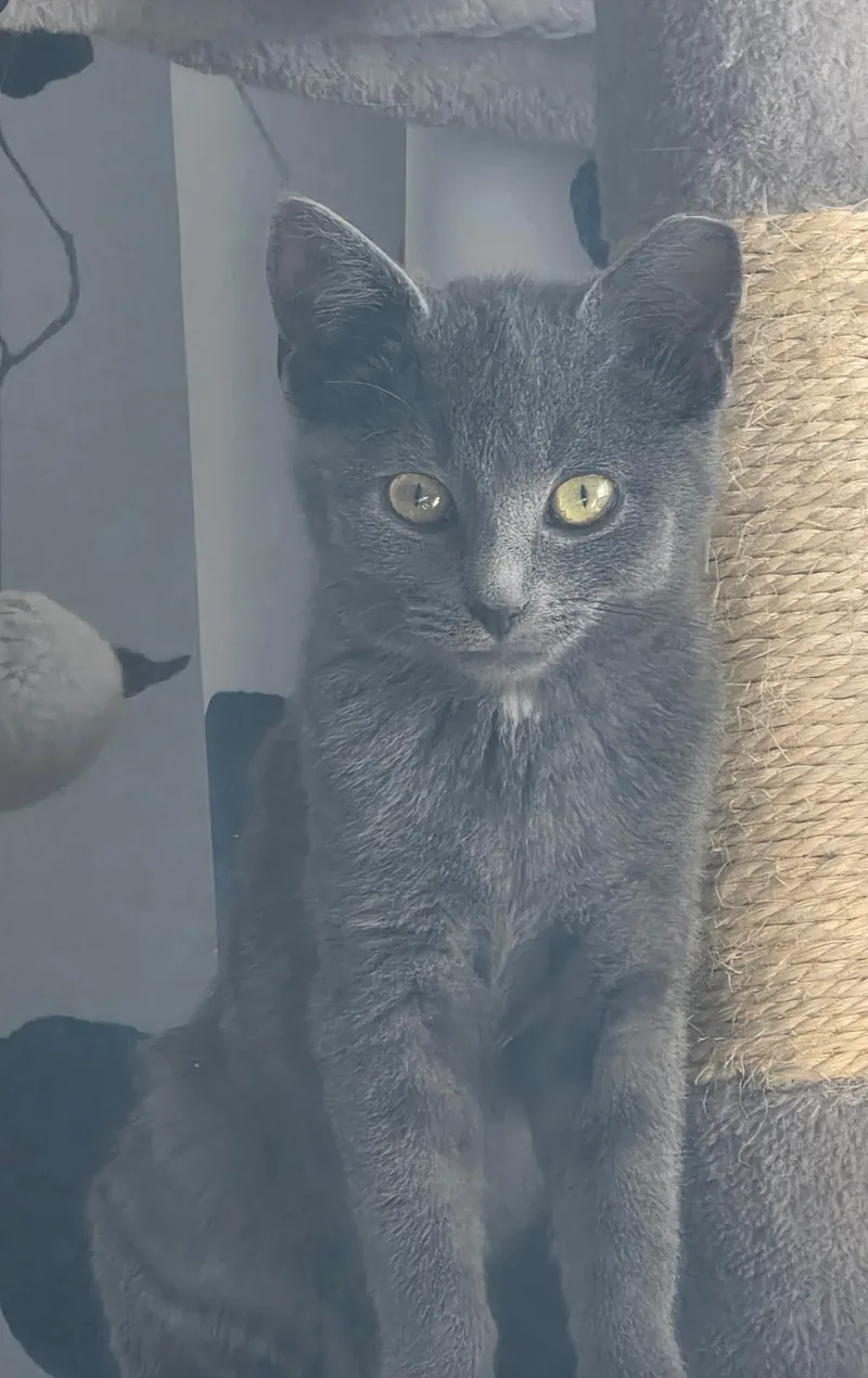 Dixie Dan thumbnail 6