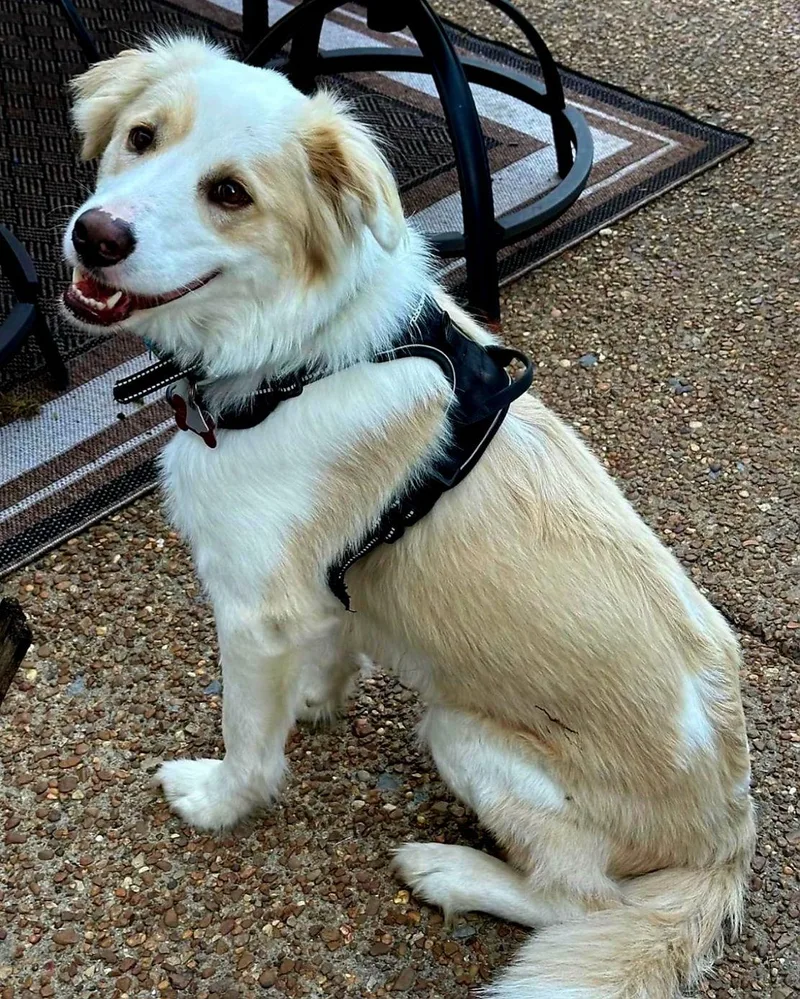 Otis  Peace & thumbnail 3