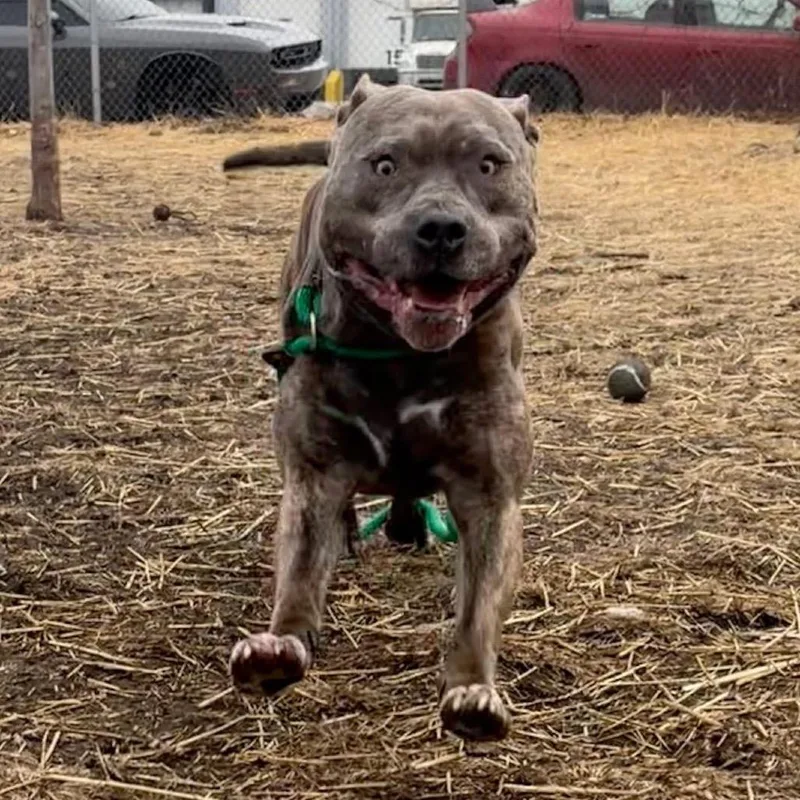 Ash ~ Coming Soon!!! thumbnail 2