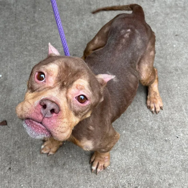 Hogwart ~ Coming Soon!!!