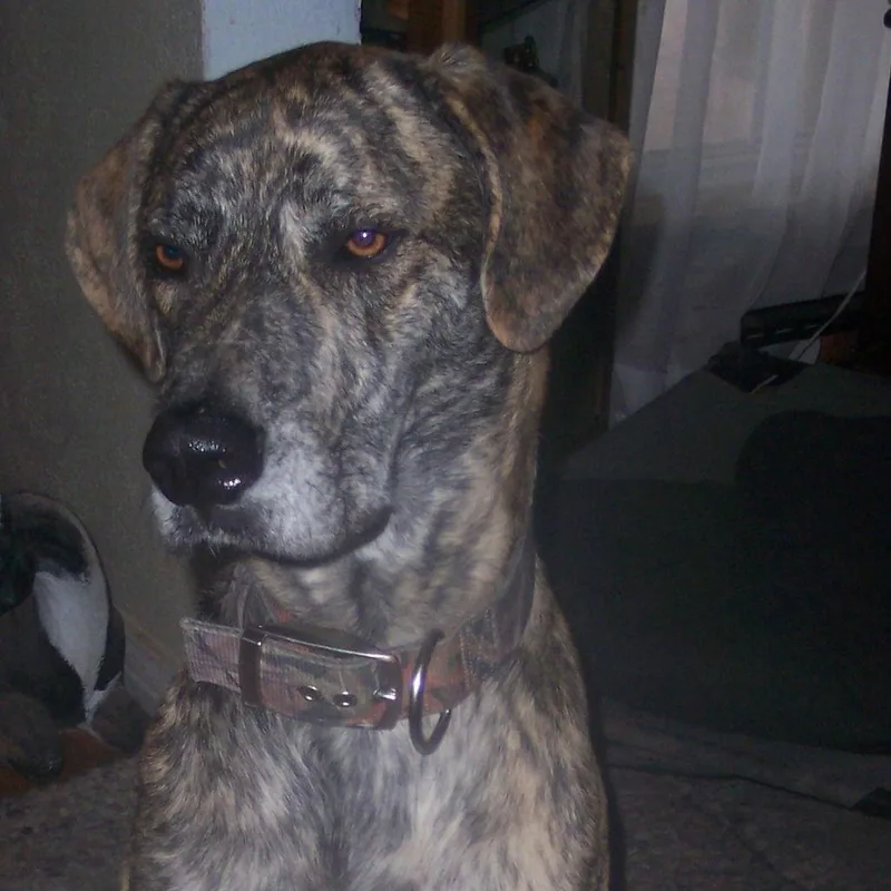 Leonard Ii thumbnail 2