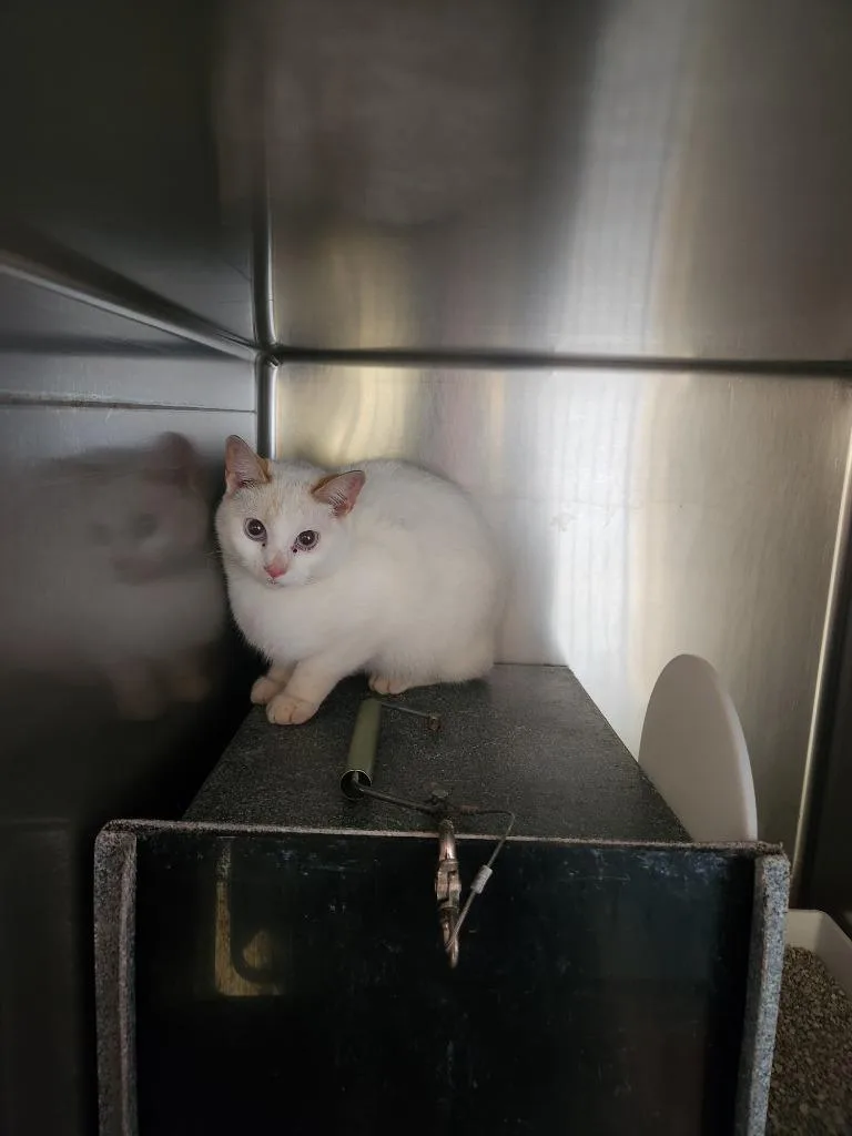 Lil Diva thumbnail 2