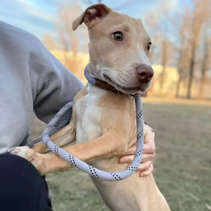 Stu ~ Coming Soon!!! thumbnail 2