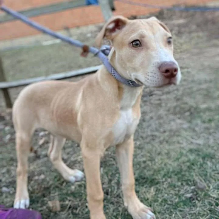 Stu ~ Coming Soon!!! thumbnail 3