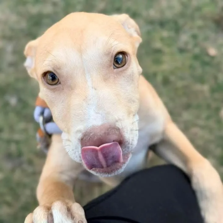 Stu ~ Coming Soon!!! thumbnail 4