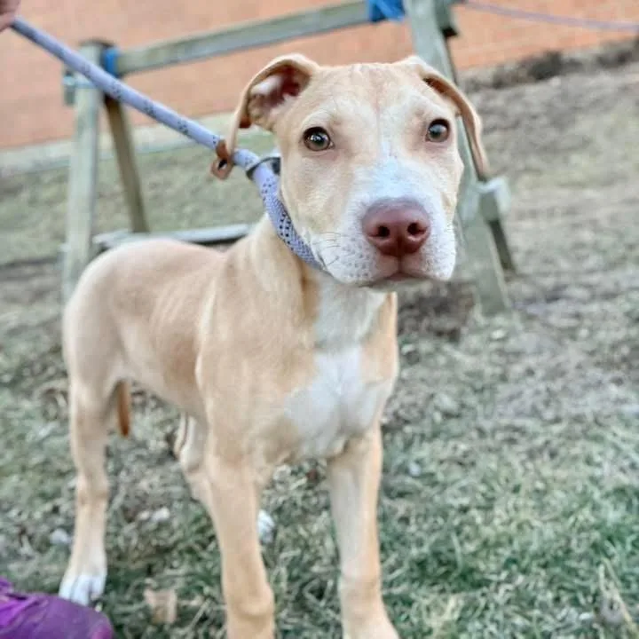 Stu ~ Coming Soon!!! thumbnail 6