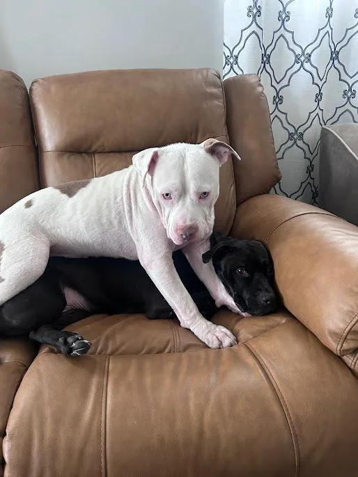 Jason Statham thumbnail 2