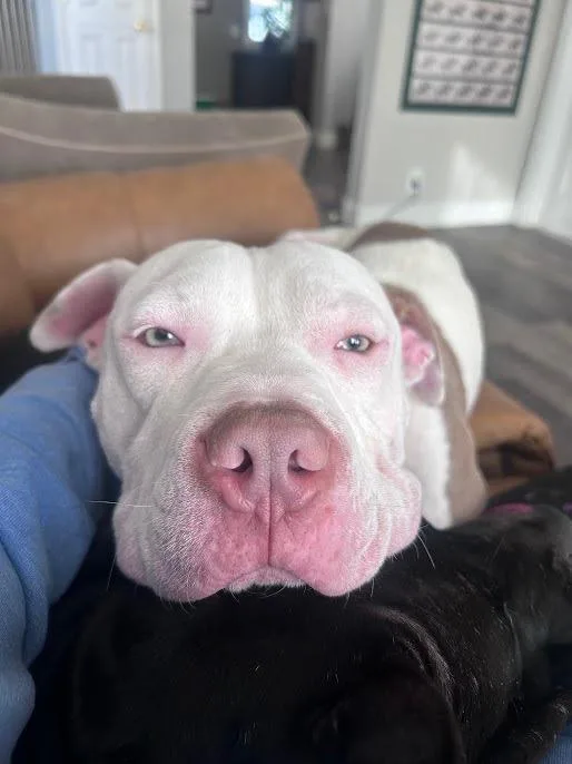 Jason Statham thumbnail 3