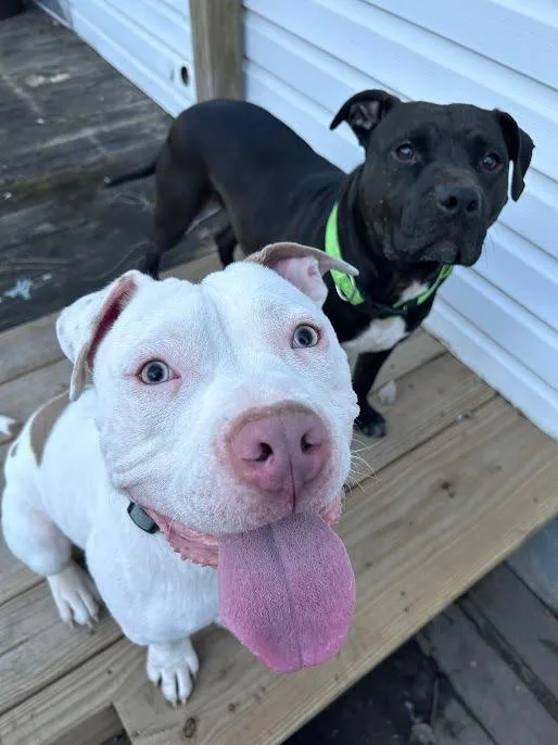 Jason Statham thumbnail 4