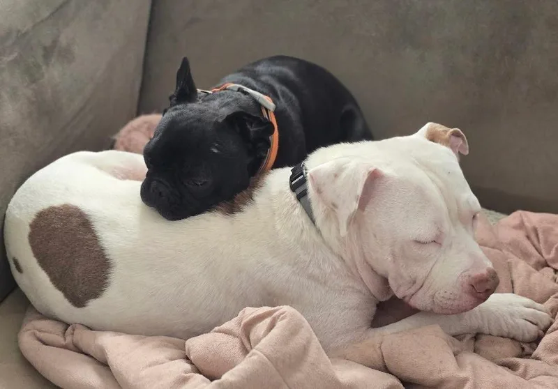 Jason Statham thumbnail 6