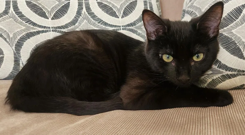 Plant: Bud thumbnail 2