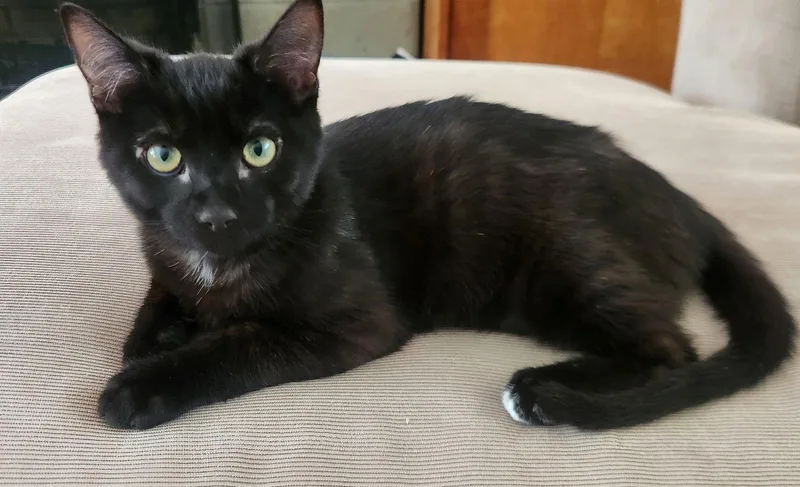 Plant: Bud thumbnail 3