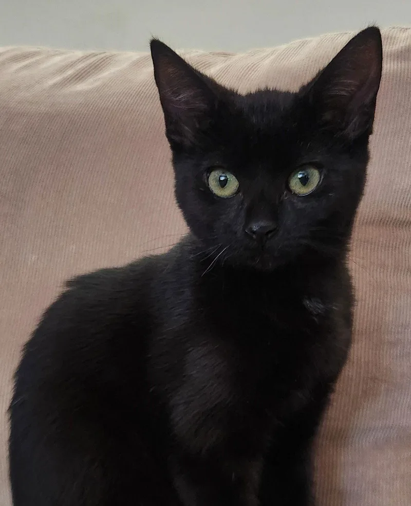 Plant: Mint thumbnail 2